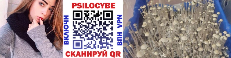 Купить закладки  Большой Камень  Галлюциногенные грибы прущие грибы 